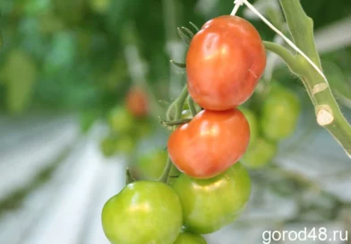 Помидоры в Липецкой области дороже мяса кур