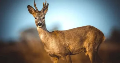 Лесная гостья в городе: косуля устроила тур по Липецку