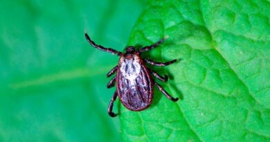 Дойдут ли «африканские клещи» до Липецка — ответ биологов